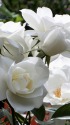 薔薇の女王
