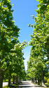 新緑のプラタナス並木