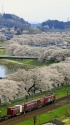 白石一目千本桜