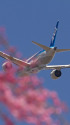 B787 JA803A