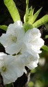 胴吹きの花桃