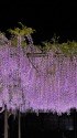 竹鼻別院の藤の花