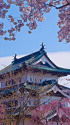 弘前城と桜