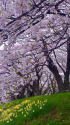 角館・ 檜木内川沿いの桜並木