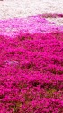 芝桜のカーペット