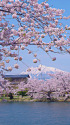 岩木山を望む桜並木