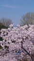 弘前公園の桜