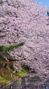 弘前公園 外濠の桜