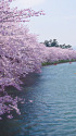 弘前公園 西濠と桜並木