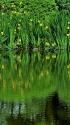日比谷公園のキショウブ