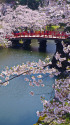 弘前公園 鷹丘橋と桜