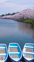 弘前公園 西濠のボート乗場から