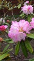 樹齢何年？石楠花