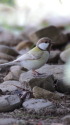 白いシジュウカラ272