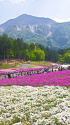秩父 羊山公園の芝桜