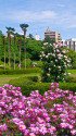 フランス式整形庭園と薔薇