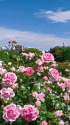5月の空と薔薇