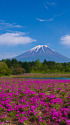 富士山と芝桜