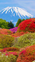 富士山とつつじ