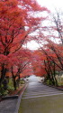 秋の前田公園