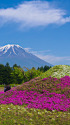 富士山と芝桜富士