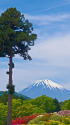三本杉とつつじと富士山
