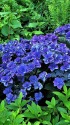 ペニンシュラホテルの紫陽花 ペニンシュラホテルの紫陽花
