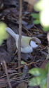 白いシジュウカラ289