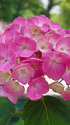 紫陽花
