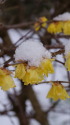 雪蝋梅