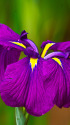 花菖蒲