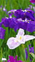 花菖蒲