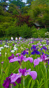 本土寺の花菖蒲