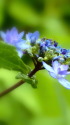 額紫陽花 伊豆の華