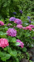 紫陽花の咲く向山庭園