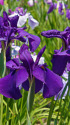 花菖蒲・大淀