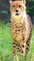 チーター