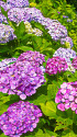 見下ろす紫陽花
