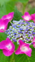 千葉公園の紫陽花