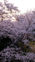 夕暮れの桜