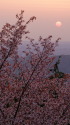 山桜と夕日