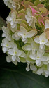 柏葉紫陽花