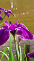 花菖蒲