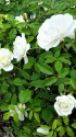花言葉は「尊敬」