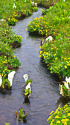 尾瀬に咲く水芭蕉とリュウキンカ