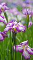 小石川後楽園の花菖蒲