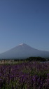 富士山&ラベンダー