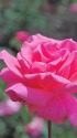 芳純