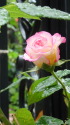 白とピンクの薔薇