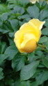 黄色い薔薇